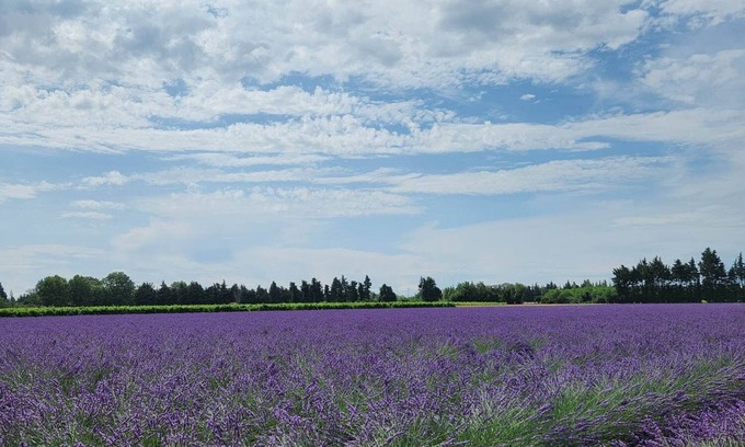 Violes Cottage | Gîte La petite Violette deux étoiles