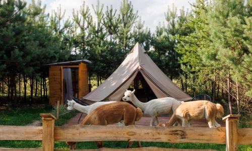 gmina Garbatka-Letnisko Other | Glamping - Projekt Alpaka
