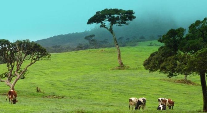 Nuwara Eliya House | Green View Hotel