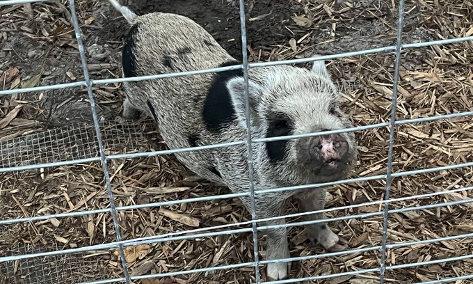 Fruit Cove Cottage | Hobby Farm Cottage in the woods with exotic pets and farm animals. Pet Friendly!