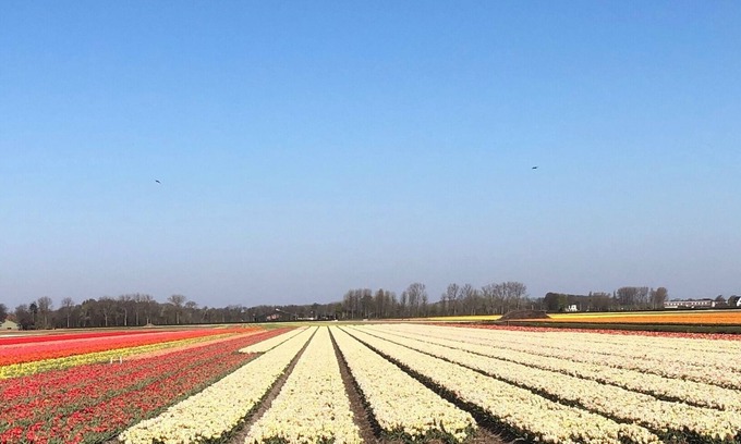 Municipality of Lisse House | House near Keukenhof and beach with private parking and 3 bedrooms