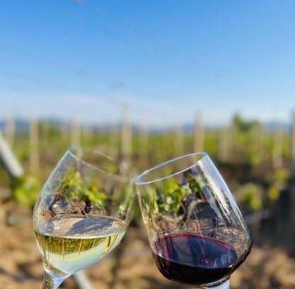Trn House | House of wine Sušac
