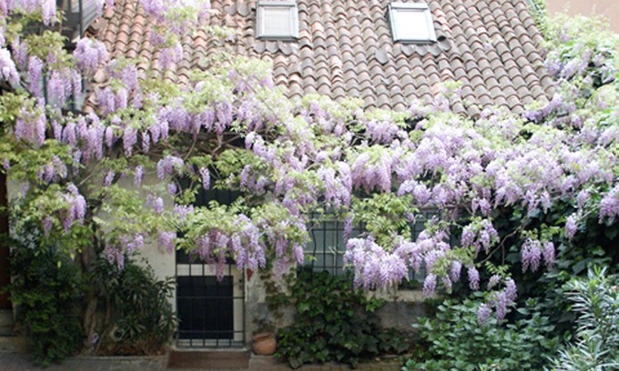Chinatown Bed & Breakfast | independent little flat on two floor silent courtyiard with wisteria