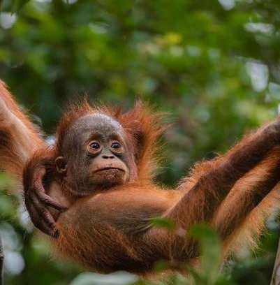 Bukit Lawang House | JUNGLE LIFE GUEST HOUSE - Trekking & Transport Only Book With Us