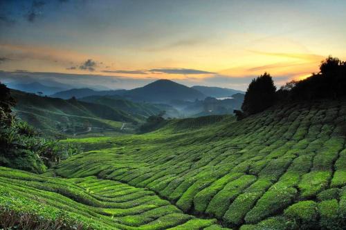Brinchang Apartment | Keafarm Highland Breeze