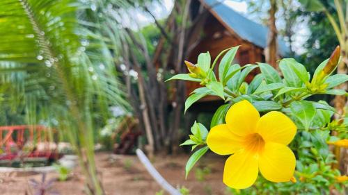 Sigiriya Cabin | Kurulu Kele Family Tree House