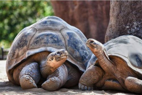 Chateaubriant Apartment | L'appartement des tortues
