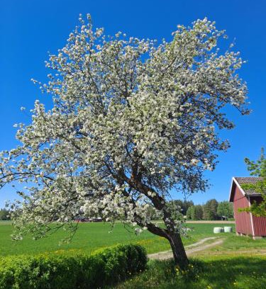 Ypaja House | Levomäki Farm Cottages