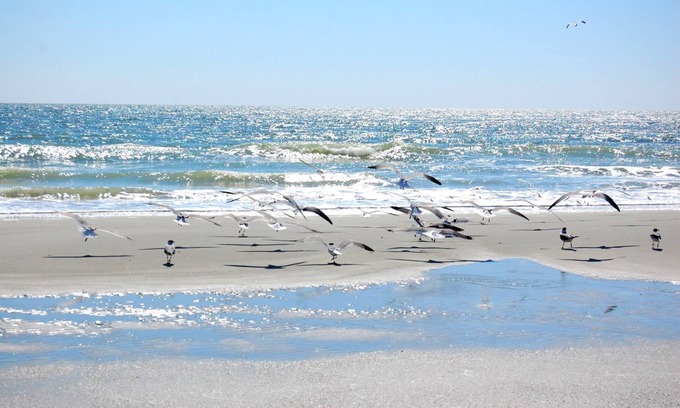 Myrtle Beach Condo | Located in the Summertree Village community near the outdoor pool - Summertree