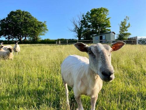 Modbury House | Luxury Shepherd Hut on small South Hams farm, Devon