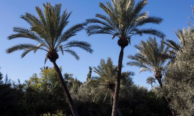 Palmeraie Villa | Luxury Villa with Spa in Palmeraie