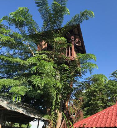 Mae Chan House | Mae Chan Treehouse with swimming pool