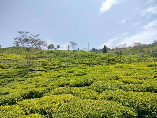 Takdah House | Mukhia's HomeStay Amayras