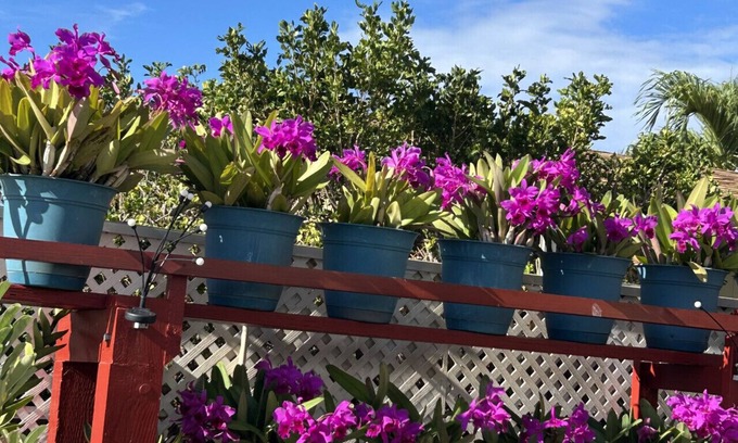 Kapolei House | Oceanview Mins to Beach and Golf Yard Grill Board Games