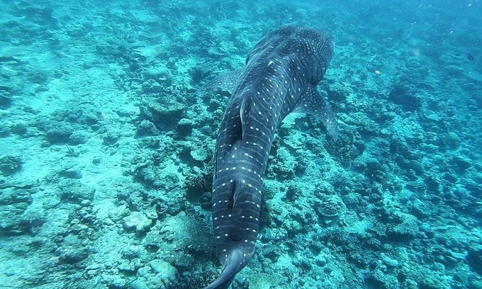Omadhoo House | Omadhoo Inn