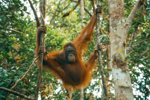 Kalimantan Cabin | Orangutan & Restoration Camp