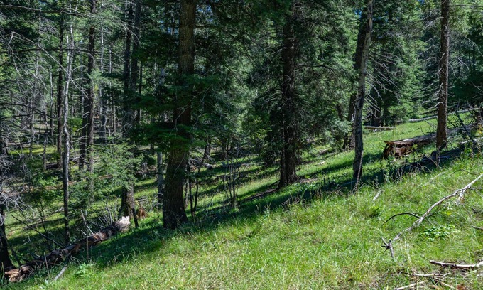 Cloudcroft Cabin | "Peace & Quiet", Nature's Retreat, 50 yds from Trailhead, Wildlife Galore