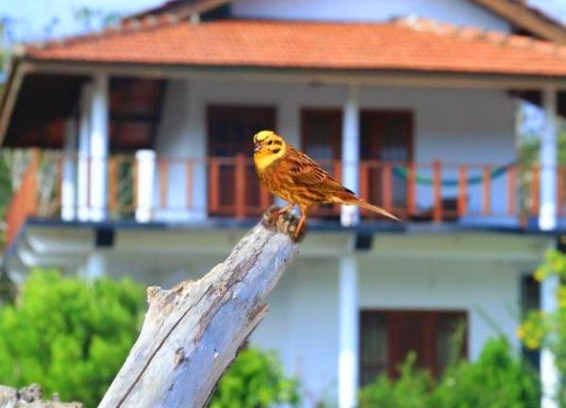 Tangalle House | Pearl Cave Cabanas & Resturant