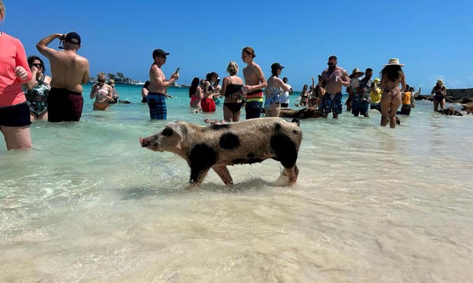 Nassau Boat Rental | Pig Beach 6 hours tour on CAT Phoenix 777 no sleep on the boat