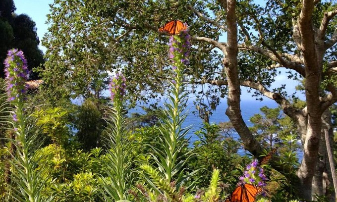 Carmel Highlands House | Pristine Nature & Ocean Views Next To The Highlands Inn In Carmel Highlands