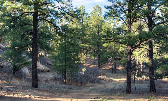 Weston Cabin | Rejuvenating bald eagle cabin with Shower Jacuzzi