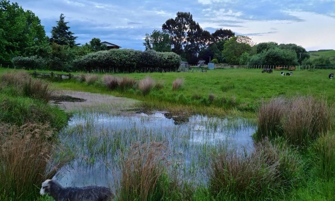 Cheltenham Apartment | Retreat to the farm and enjoy the native bush and stream.