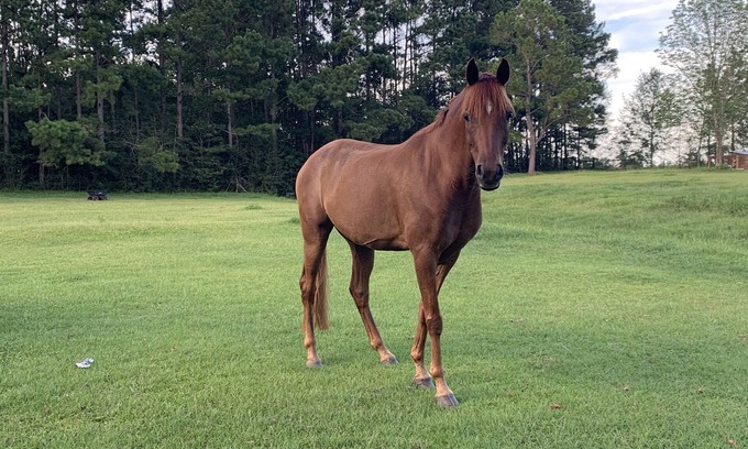 Baldwin County RV Rental | RV or horse trailer hookup with pasture for horses
