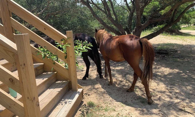 Carova Beach House | Sandy Adventures!nThird row from the ocean!nWild Horses roam the area- Carova