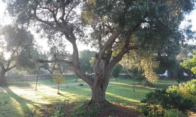 Carovigno House | Sol Invictus Est