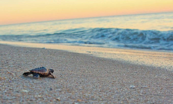 Floridana Beach House | Surfing Buddha Family Beach House - walk to beach - pet friendly