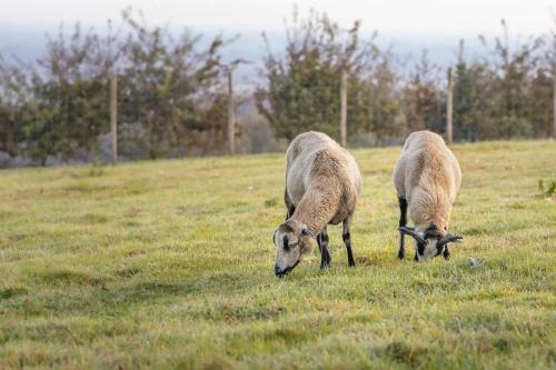 Fiennes Other | Tente à la Ferme