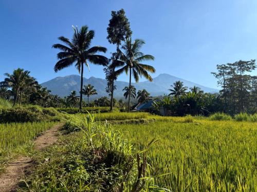 Tetebatu Hotel | Tetebatu Valley Bungalows