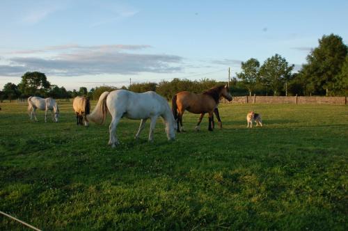 Curraghboy Bed & Breakfast | The Little Flock Farm