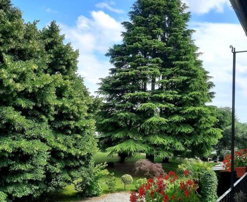 Cassano Magnago Bed & Breakfast | Tommy Vitello camere