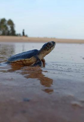Tangalle Bed & Breakfast | Turtle Watch Cabana