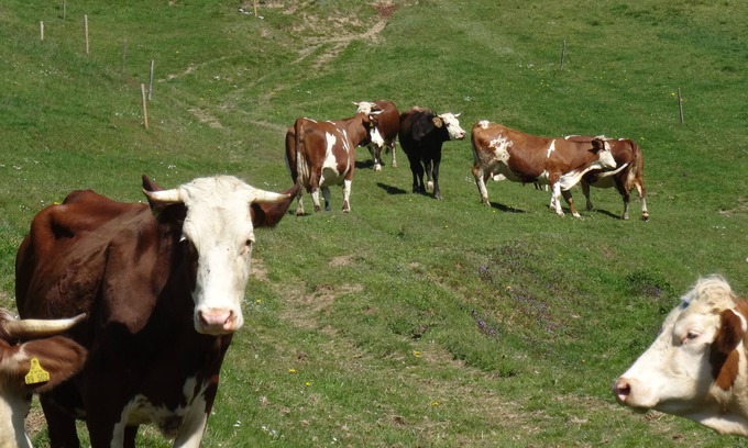 Stegen Apartment | Vacation on a farm with lots of animals
