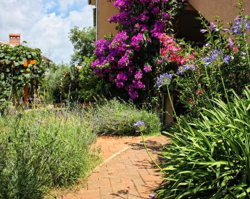 Pjescana Uvala Apartment | Villa Alexandra 4