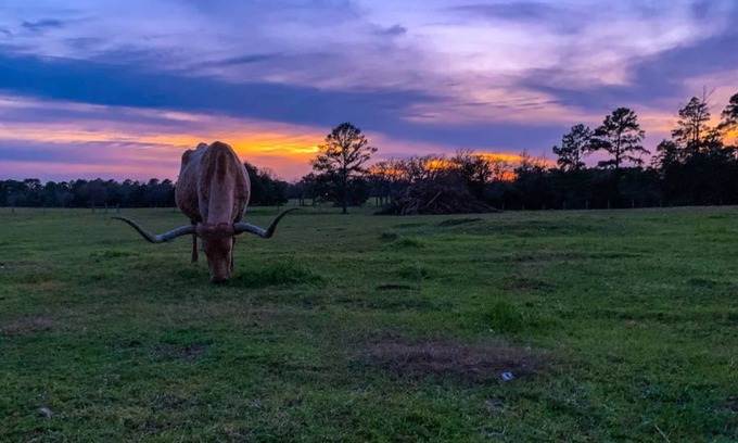 Warda Apartment | Warda Bluff Creek Ranch - Longhorns and Trails