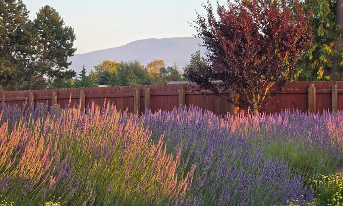 Sequim House | “Wise Old Owl Retreat – Spacious, Serene & Minutes from Every Olympic Wonder”