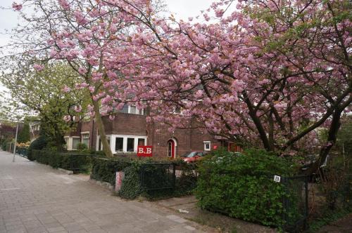 Apollobuurt Bed & Breakfast | Xaviera's Bed and Breakfast