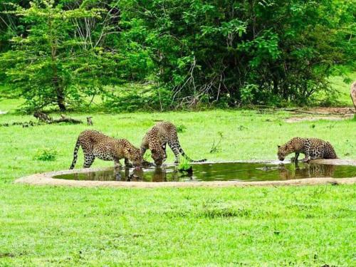 Palatupana Other | Yala Leopard Mobile Camp