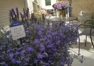 Hotel Blue Empire in Shinjuku