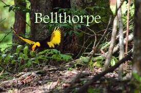 Bellthorpe Cabin | Bellthorpe Stays: Natures Retreat