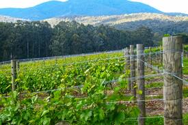 Healesville Other | Studio at VALLEY FARM VINEYARD!