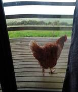 Princetown Cabin | 12 Apostles Cottages- Tullarook