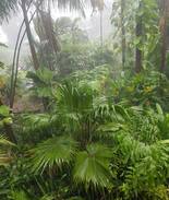 Coconut Grove House | JUNGLE HOME. MOON ROOM IN BUNGALOW.