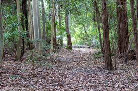 Watersleigh House | Forest Haven Hideaway - All linen provided