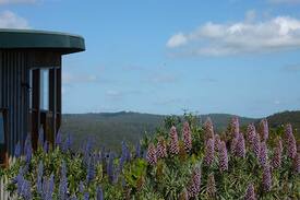 Johanna Cabin | The Boomerang: Tree Frog: Johanna Beach