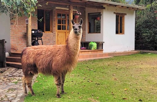 San Pablo del Lago Apartment | Mini-house near Imbabura Volcano surrounded by animals