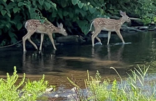 Troy House | Quiet retreat on creek for 2024 graduations-RPI, Russell Sage, HVCC, E Willard
